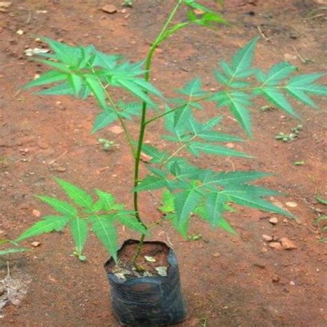 vad är priset på malabar neem tree